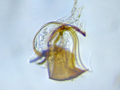 Coniopteryx lentiae genitalia